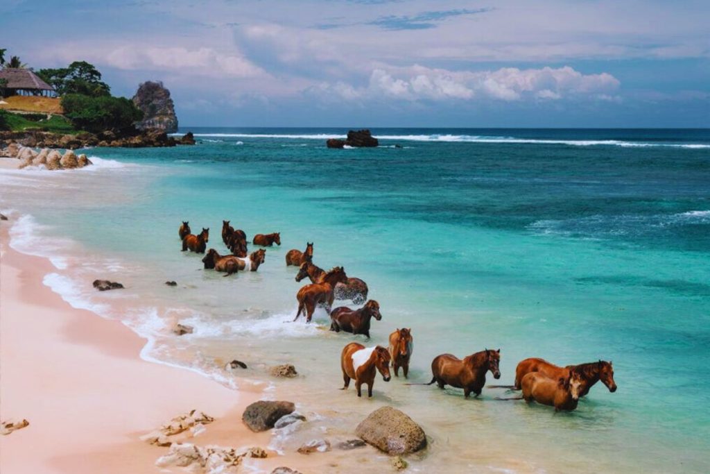 A graceful horse standing on the sandy shores of Sumba Island, framed by ocean waves and coastal cliffs under a soft sky.